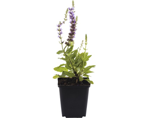 Ziersalbei Salvia nemorosa /'Blauhügel/' Staude winterhart 0,5 Liter Topf